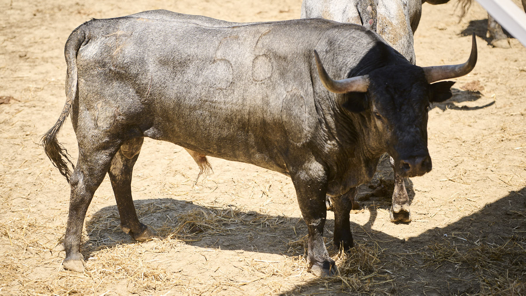 El toro Curioso (Nº 56) de la ganadería de José Escolar (13 de julio), negro entrepelado y de 540 kilos de peso en los Corrales del Gas de Pamplona. PABLO LASAOSA