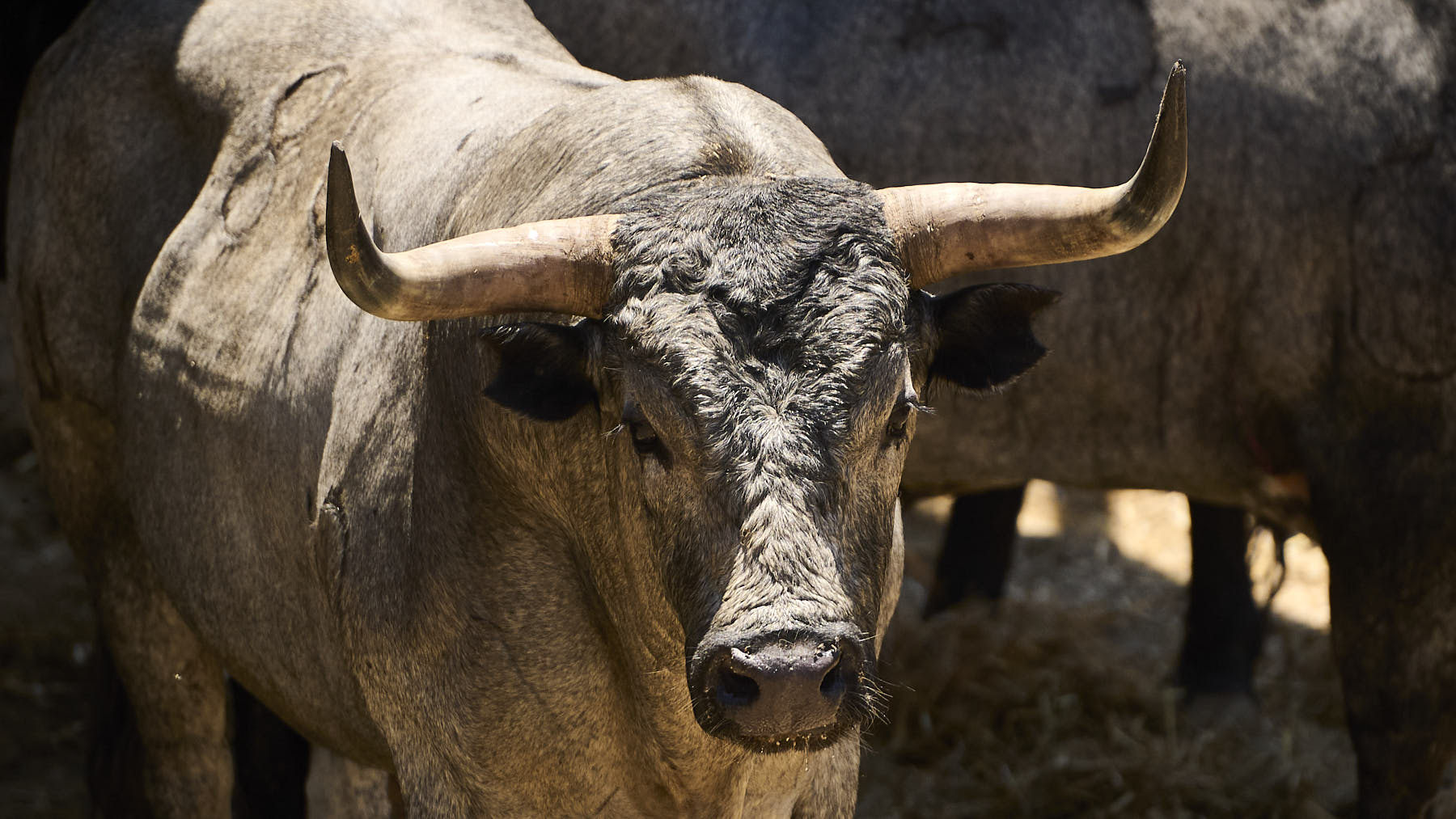 El toro Coralero (Nº 84) de la ganadería de José Escolar (13 de julio), cárdeno bragado y de 575 kilos de peso en los Corrales del Gas de Pamplona. PABLO LASAOSA