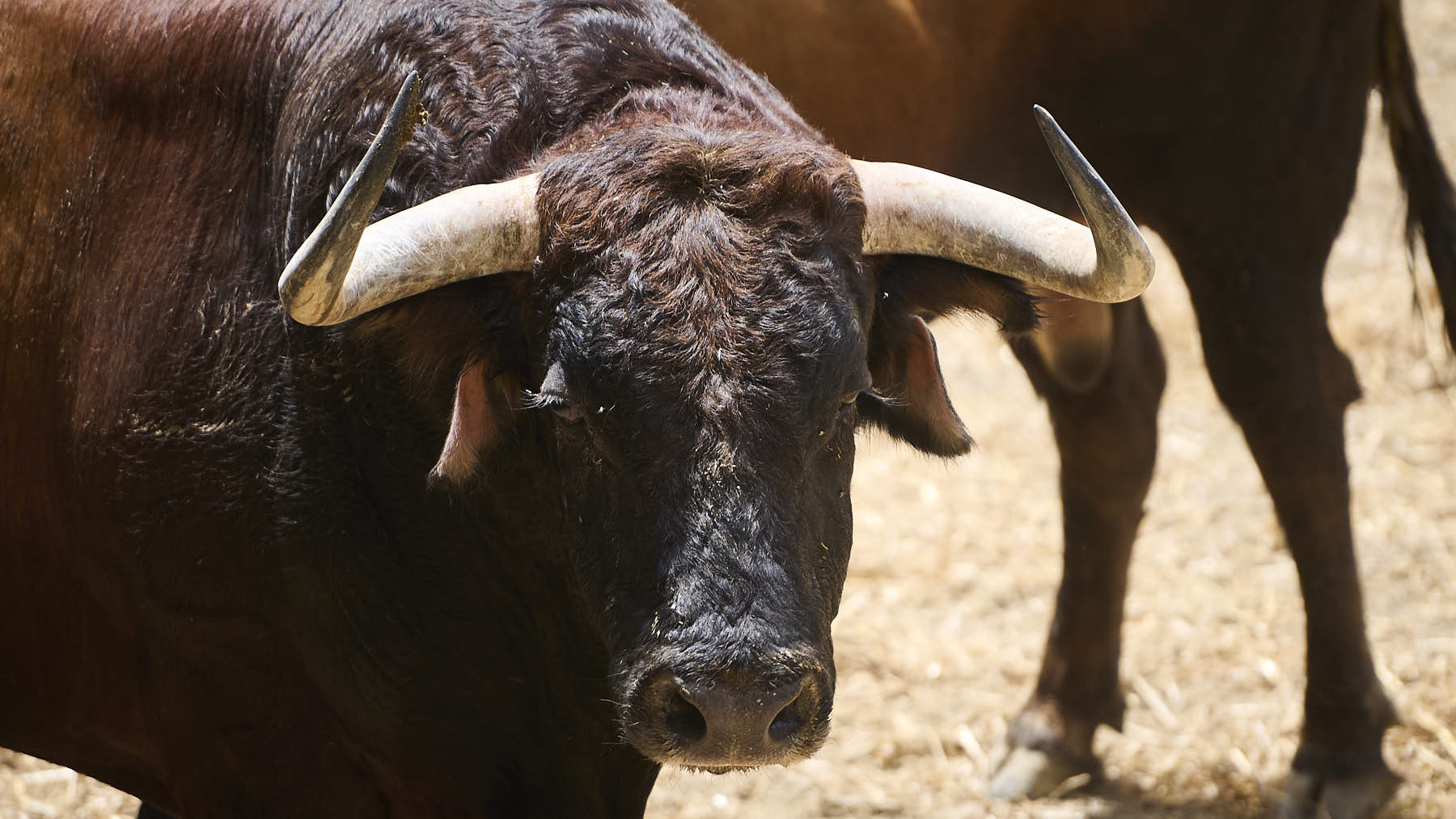 El toro 'Toledano' (Nº188) de la ganadería de Victoriano del Río (9 de julio), castaño chorreado, y de 565 kilos de peso en los Corrales del Gas de Pamplona. PABLO LASAOSA