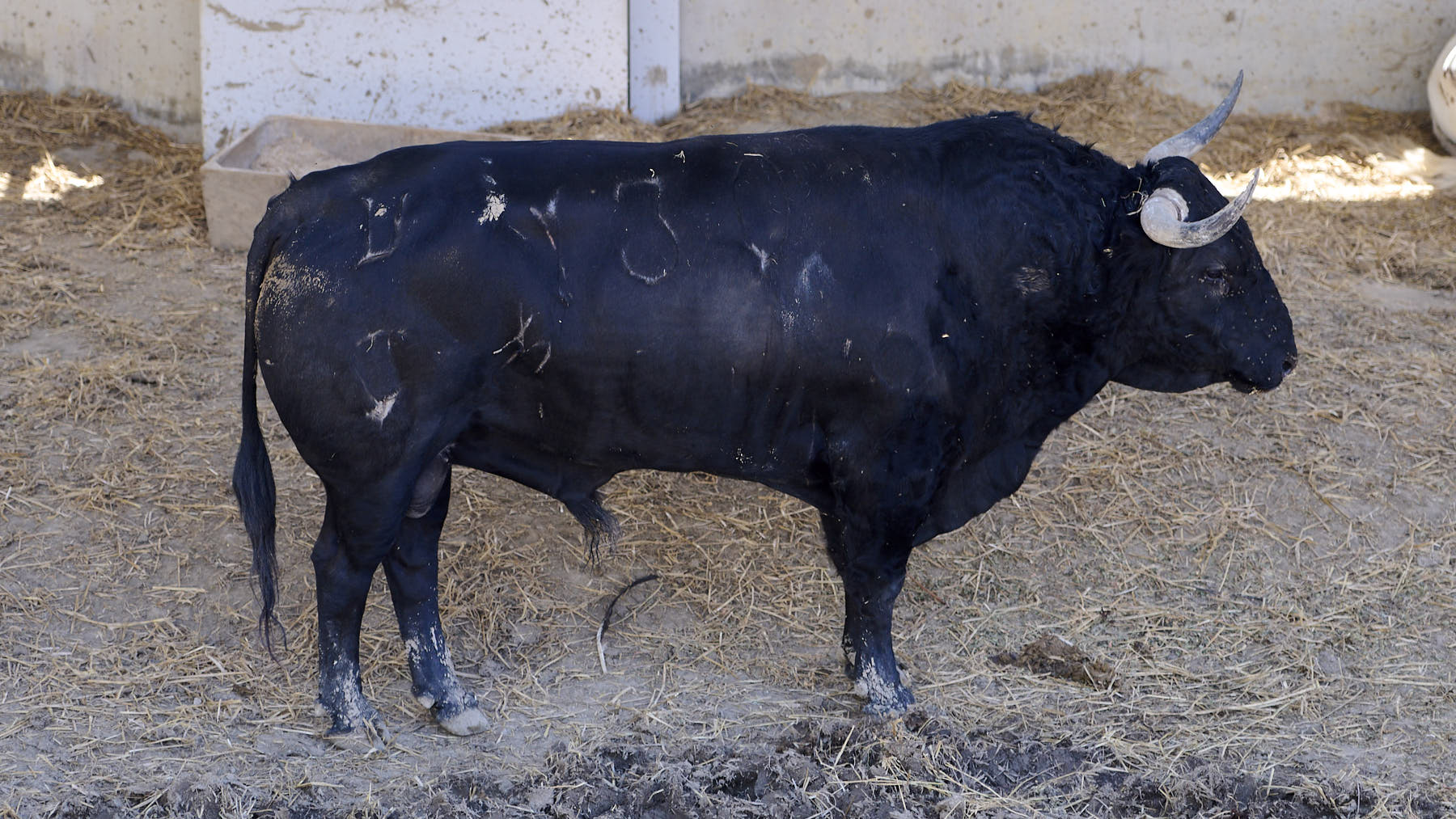 El toro Genovés (Nº 36) de la ganadería de Domingo Hernández (11 de julio), negro mulato y de 545 kilos de peso en los Corrales del Gas de Pamplona. PABLO LASAOSA