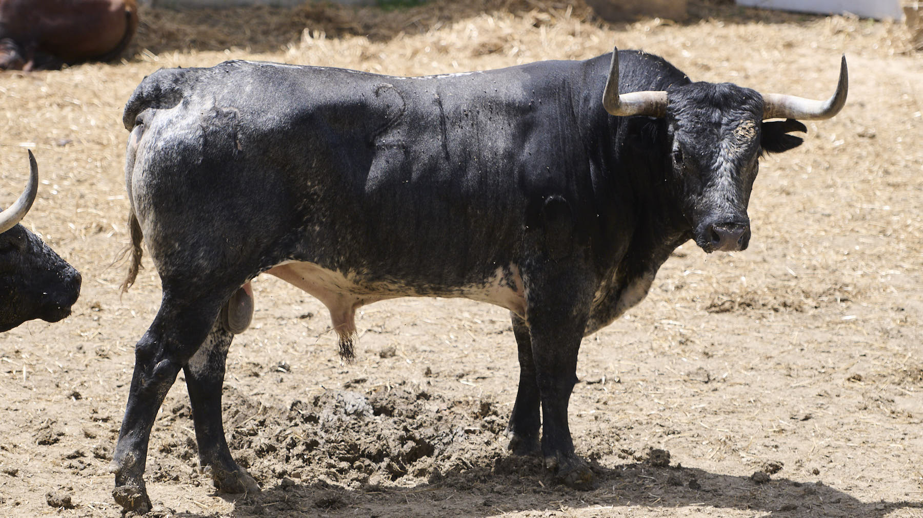 El toro Tahonero (Nº 21) de la ganadería de Miura (14 de julio), cárdeno y de 650 kilos de peso en los Corrales del Gas de Pamplona. PABLO LASAOSA