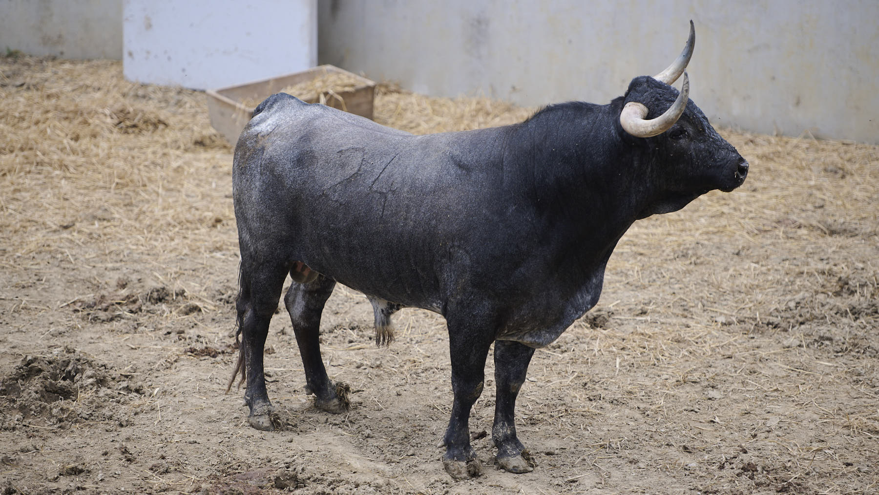 El toro Dobladores (Nº 24) de la ganadería de Miura (14 de julio), cárdeno mulato y de 555 kilos de peso en los Corrales del Gas de Pamplona. PABLO LASAOSA