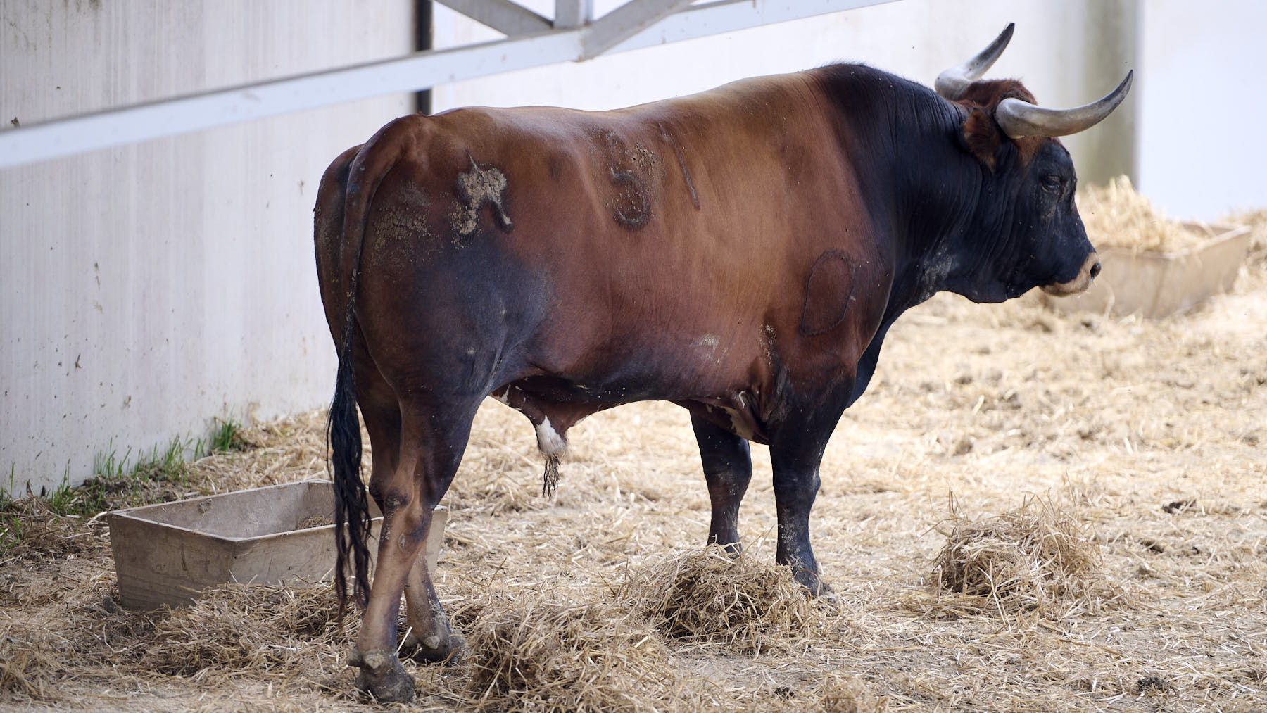 El toro Estornino (Nº 51) de la ganadería de Miura (14 de julio), castaño bragado corrido codillero y de 640 kilos de peso en los Corrales del Gas de Pamplona. PABLO LASAOSA