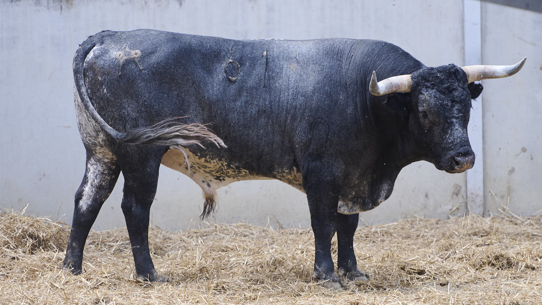 El toro Chirrino (Nº 61) de la ganadería de Miura (14 de julio), cárdeno y de 620 kilos de peso en los Corrales del Gas de Pamplona. PABLO LASAOSA