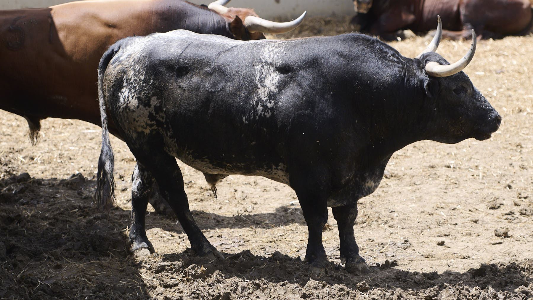 El toro Pandereto (Nº 65) de la ganadería de Miura (14 de julio), cárdeno salpicado coletero y de 645 kilos de peso en los Corrales del Gas de Pamplona. PABLO LASAOSA