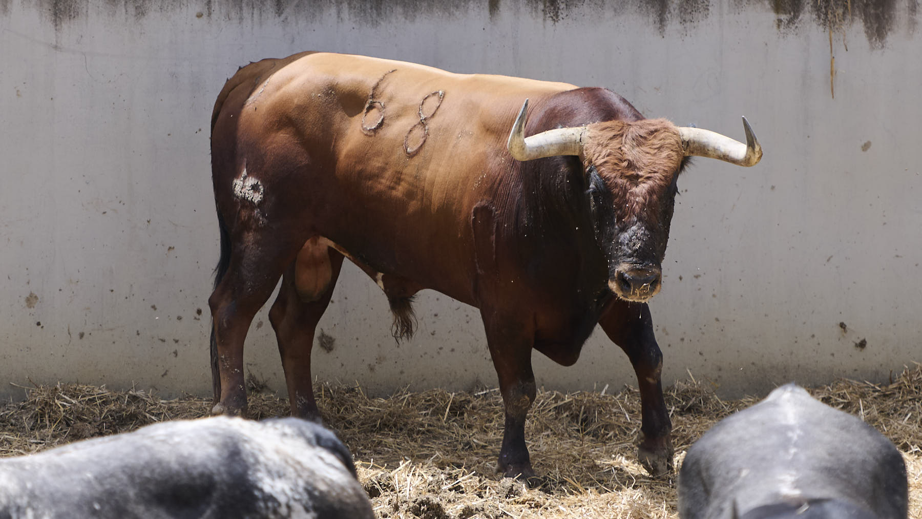 El toro Palmiteño (Nº 68) de la ganadería de Miura (14 de julio), castaño bragado y de 600 kilos de peso en los Corrales del Gas de Pamplona. PABLO LASAOSA