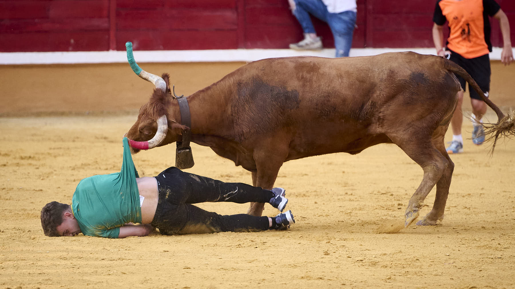 Suelta de vaquillas de la ganadería Hermanos Ganuza de Artajona en fiestas de Tudela 2024. PABLO LASAOSA