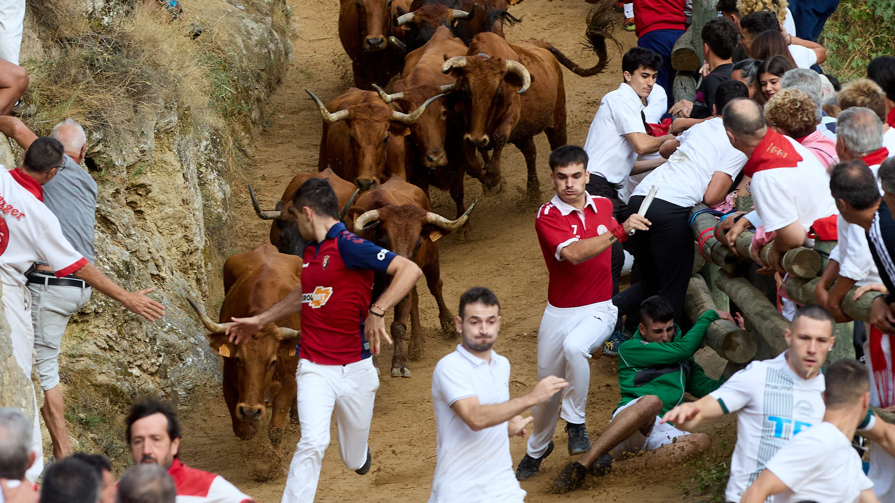 Cuarto encierro del Pilón de Falces 2024 con la ganadería Lastur de Itziar. IÑIGO ALZUGARAY