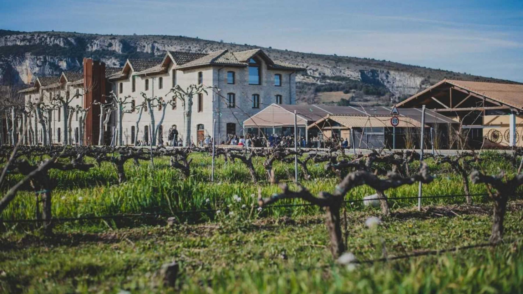 Una bodega de Navarra recolecta por primera vez una variedad de uva recuperada desde la Edad Media