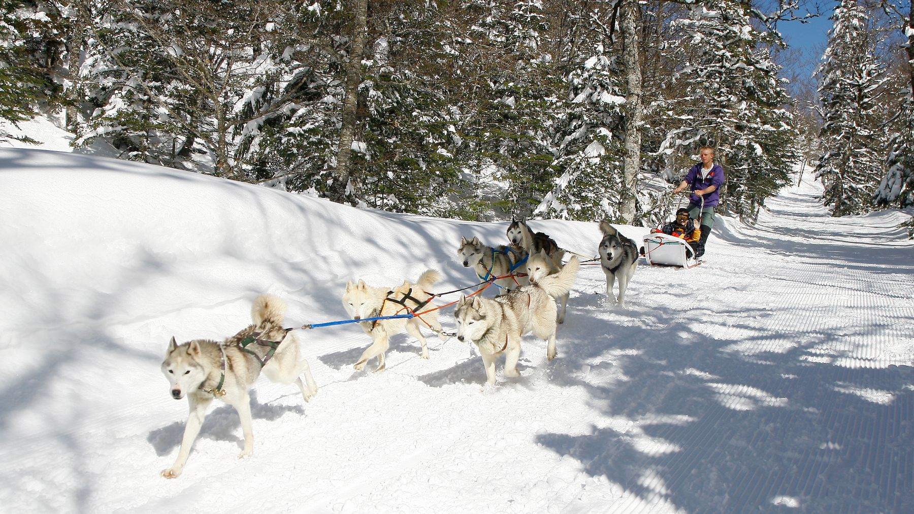 La actividad con perros que puedes hacer por las montañas nevadas muy cerca de Navarra