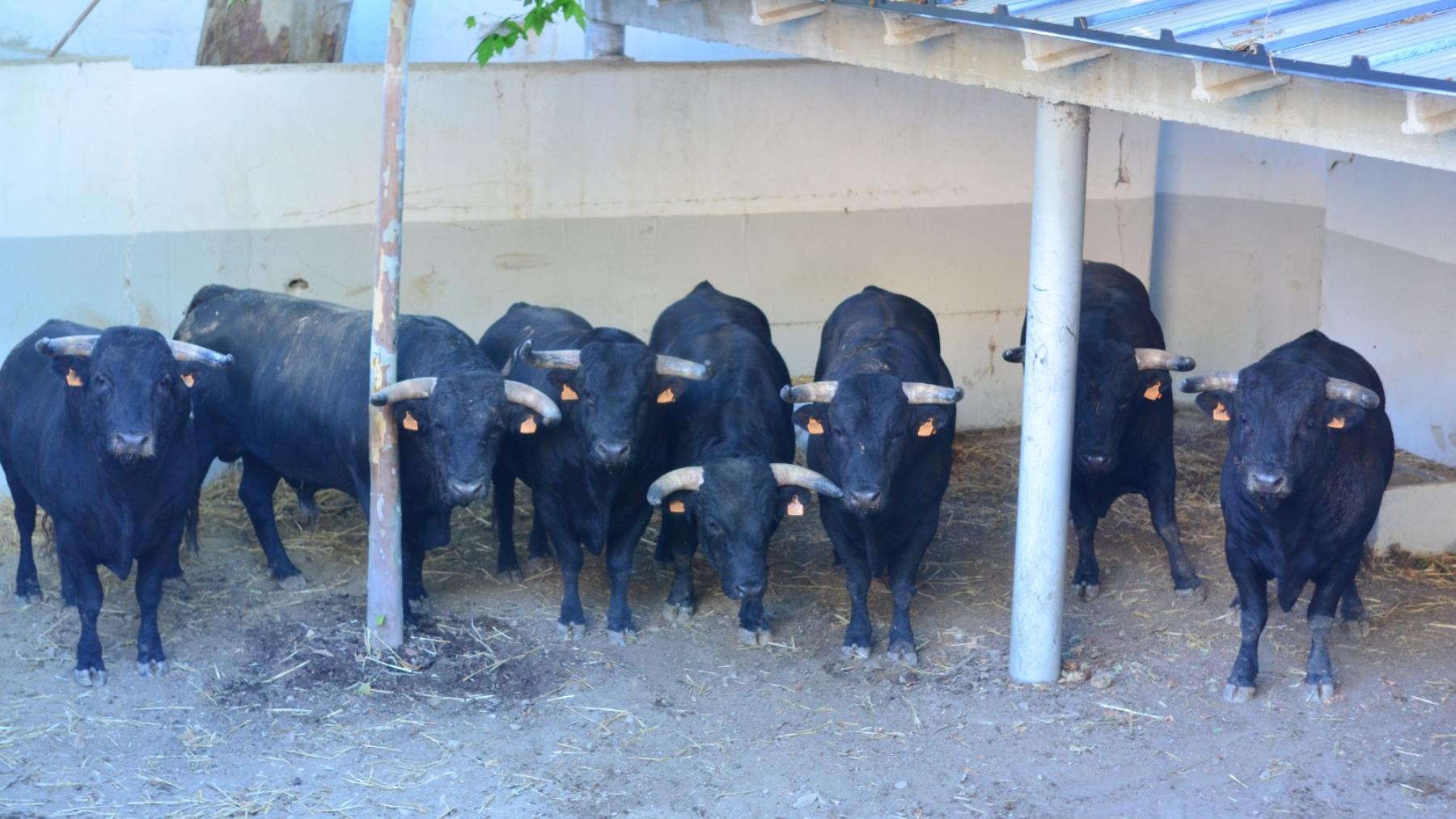 Toros para rejones de Carmen Lorenzo en los corrales de la plaza de toros de Pamplona. MECA