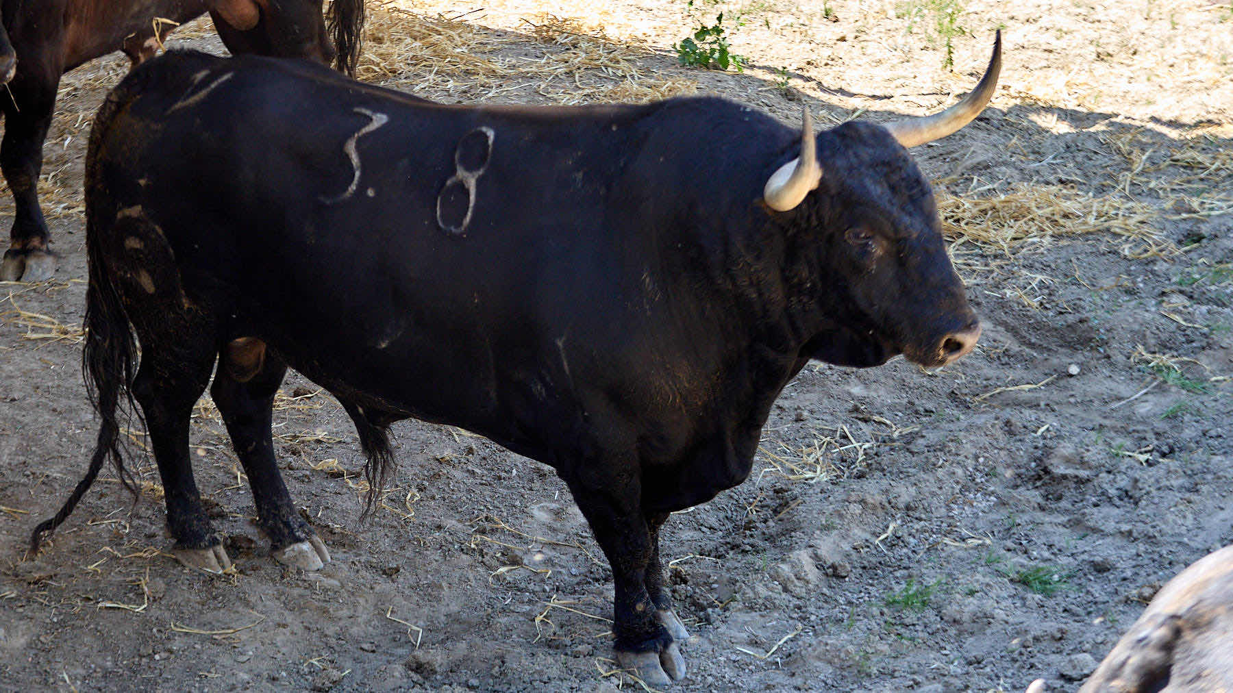 El toro 'Previsor' (nº 38) de la ganadería de Fuente Ymbro (7 de julio), negro listón bragado meano, y de 585 kilos de peso, en los Corrales del Gas de Pamplona para San Fermín 2025. IÑIGO ALZUGARAY