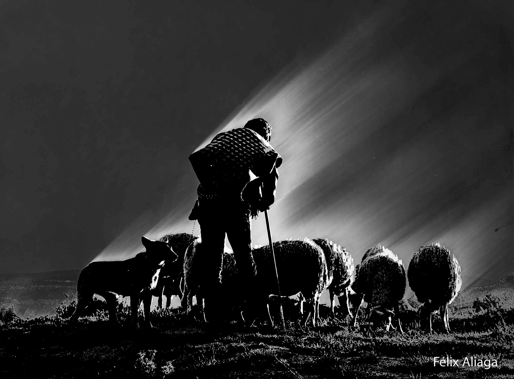 Foto 16. El pastor. (Foto Félix Aliaga, cortesía de la familia)
