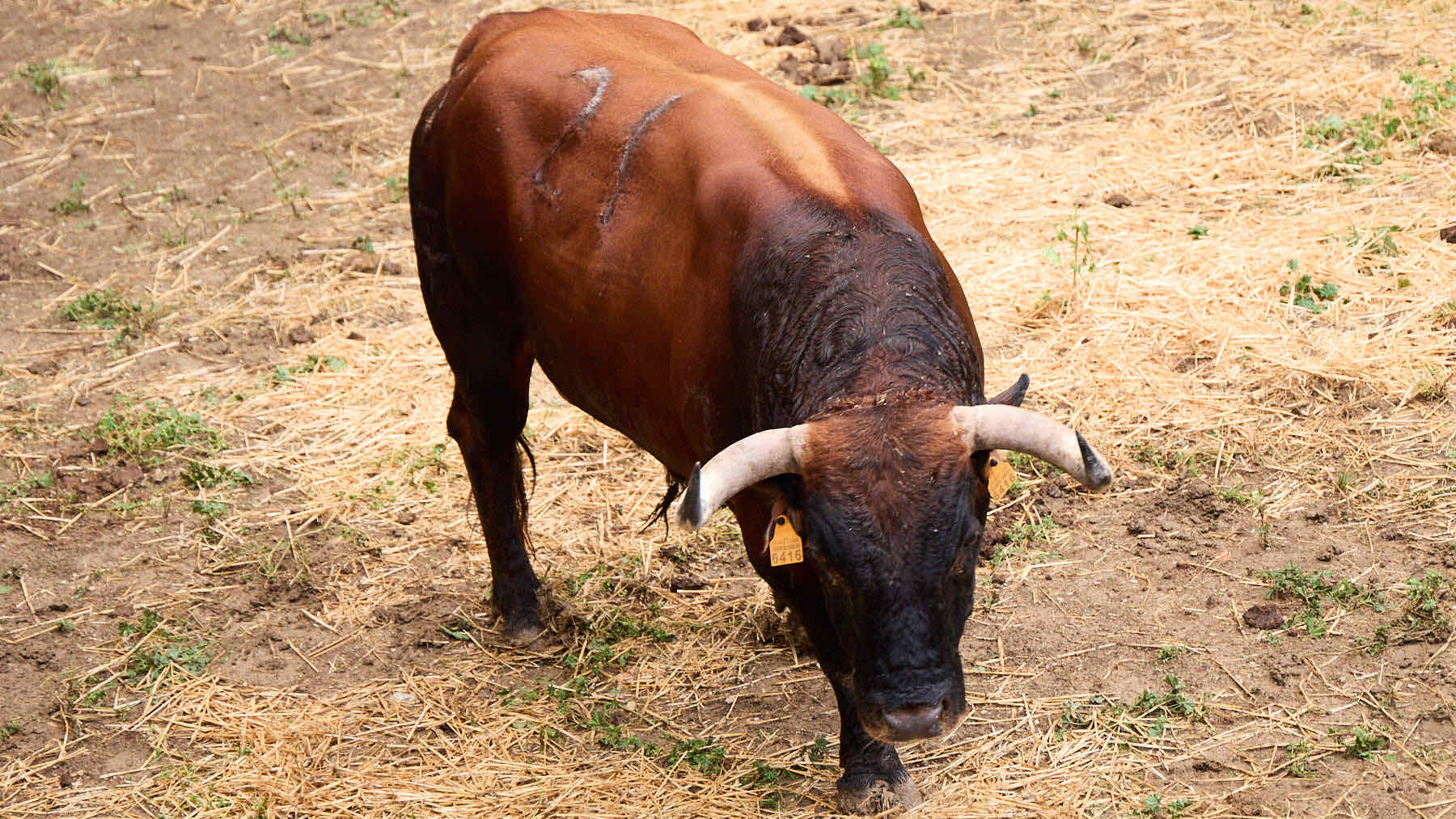 El toro 'Puntero' (nº 21) de la ganadería de Cebada Gago (8 de julio), castaño claro, y de 570 kilos de peso, en los Corrales del Gas de Pamplona para San Fermín 2025. IÑIGO ALZUGARAY