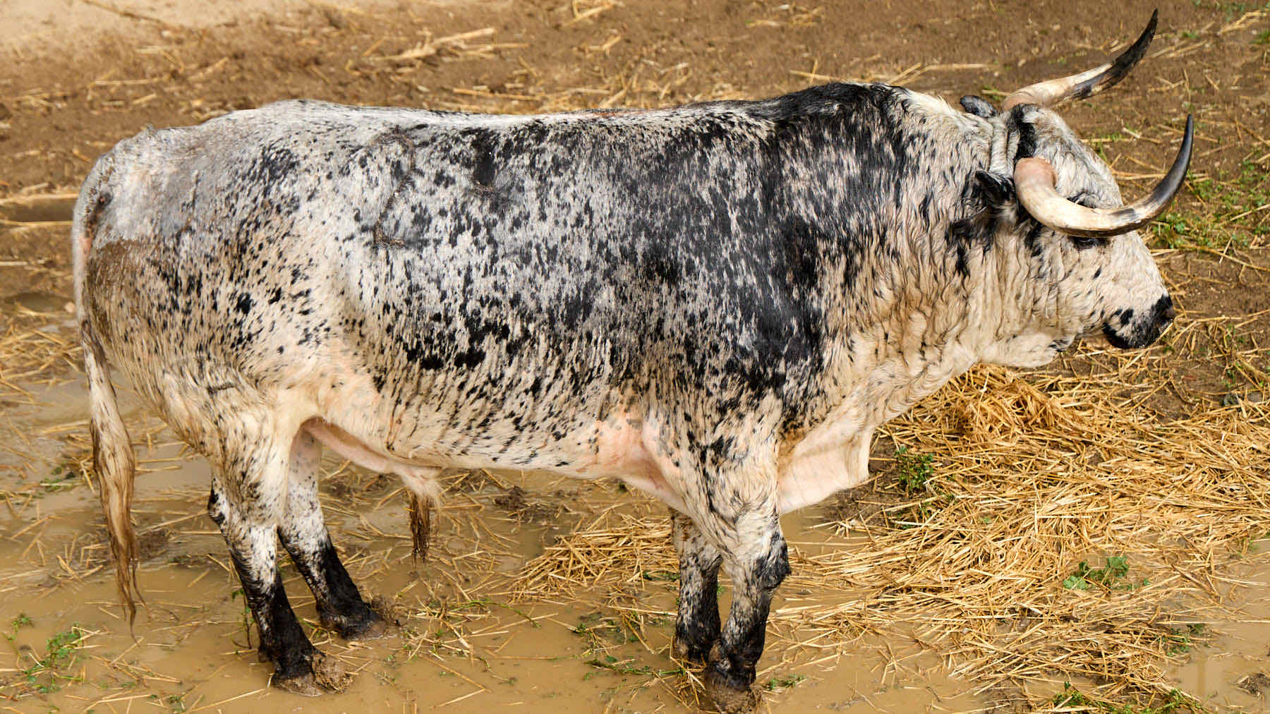 El toro 'Lioso' (nº 24) de la ganadería de Cebada Gago (8 de julio), cárdeno claro, y de 580 kilos de peso, en los Corrales del Gas de Pamplona para San Fermín 2025. IÑIGO ALZUGARAY