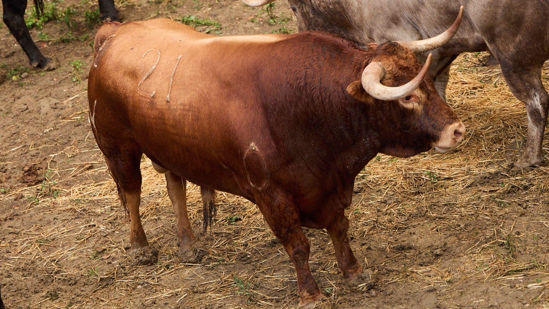 El toro 'Majoleto' (nº 21) de la ganadería de Álvaro Núñez (9 de julio), castaño, y de 575 kilos de peso, en los Corrales del Gas de Pamplona para San Fermín 2025. IÑIGO ALZUGARAY