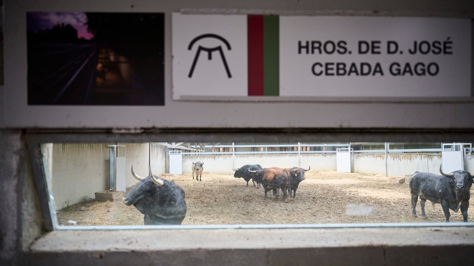 Abren los corrales del Gas para ver de cerca los toros de San Fermín: horarios y precios