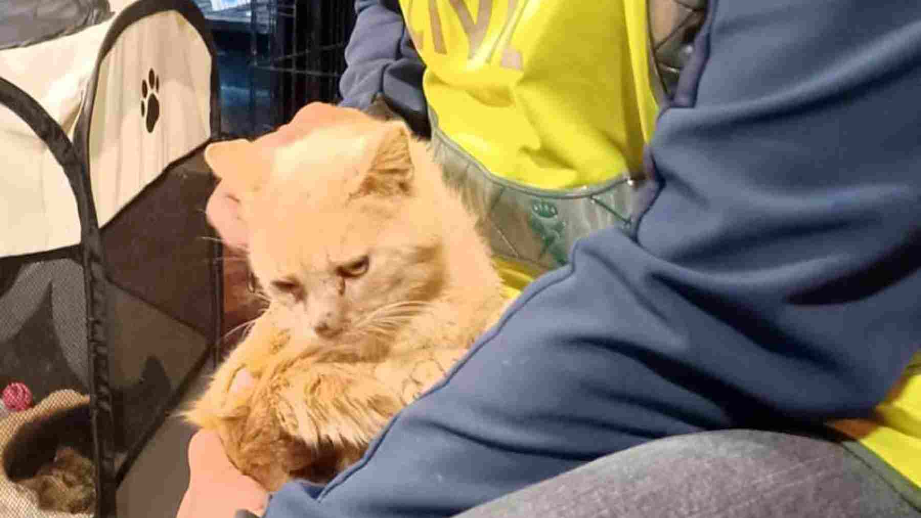 Rescatan en Navarra a cinco gatos en estado crítico tras días sin agua ni comida junto a un caserío