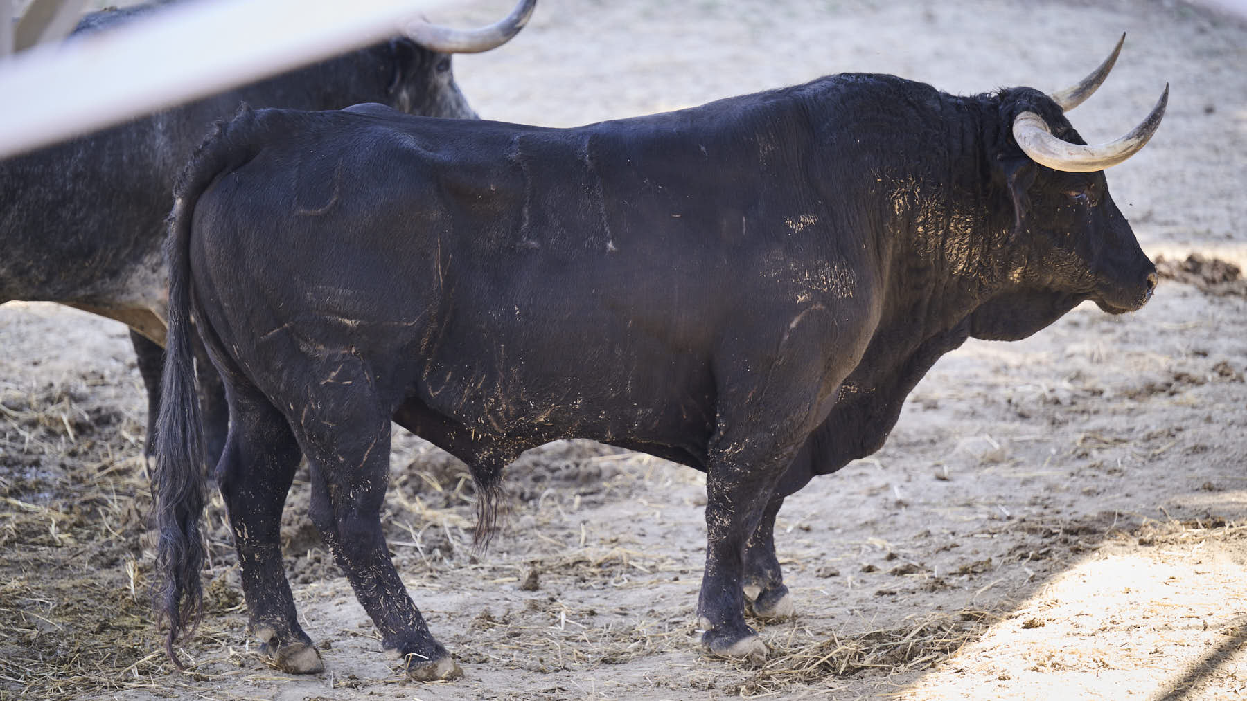 El toro 'Cotorrito' (nº 11) de la ganadería de Cebada Gago(8 de julio), negro, y de 520 kilos de peso, en los Corrales del Gas de Pamplona para San Fermín 2025. PABLO LASAOSA