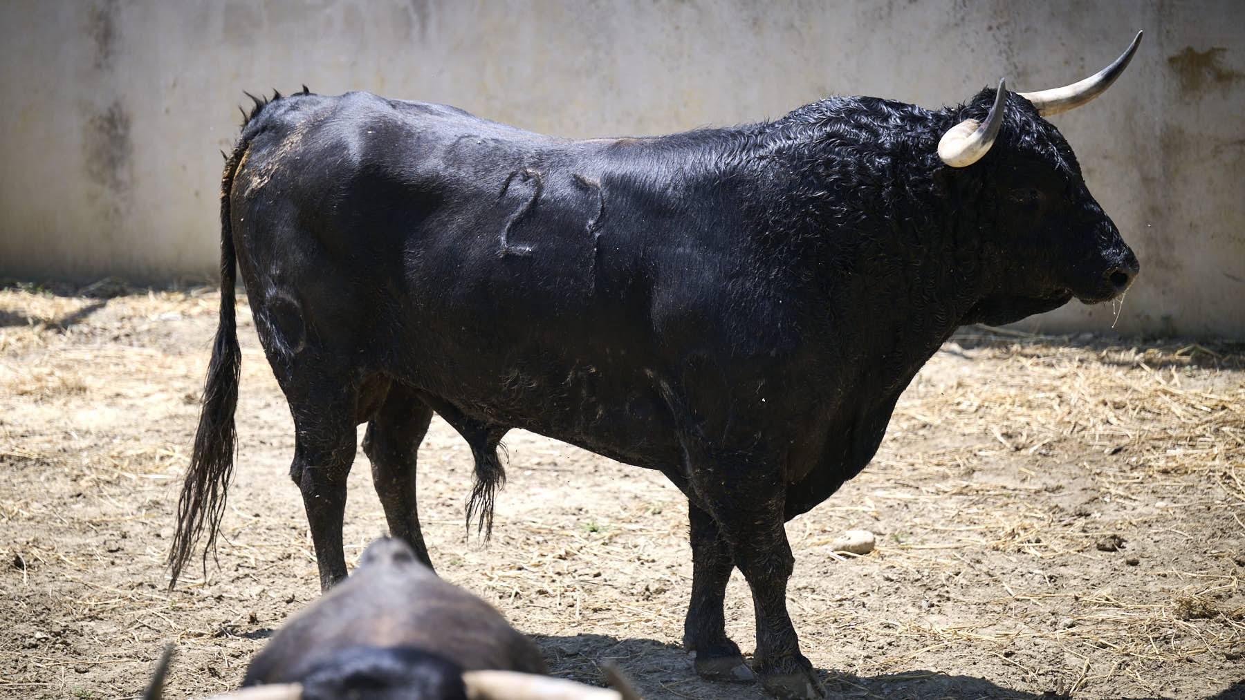 El toro 'Ardoso' (nº 27) de la ganadería de La Palmosilla (13 de julio), negro, y de 595 kilos de peso, en los Corrales del Gas de Pamplona para San Fermín 2025. PABLO LASAOSA