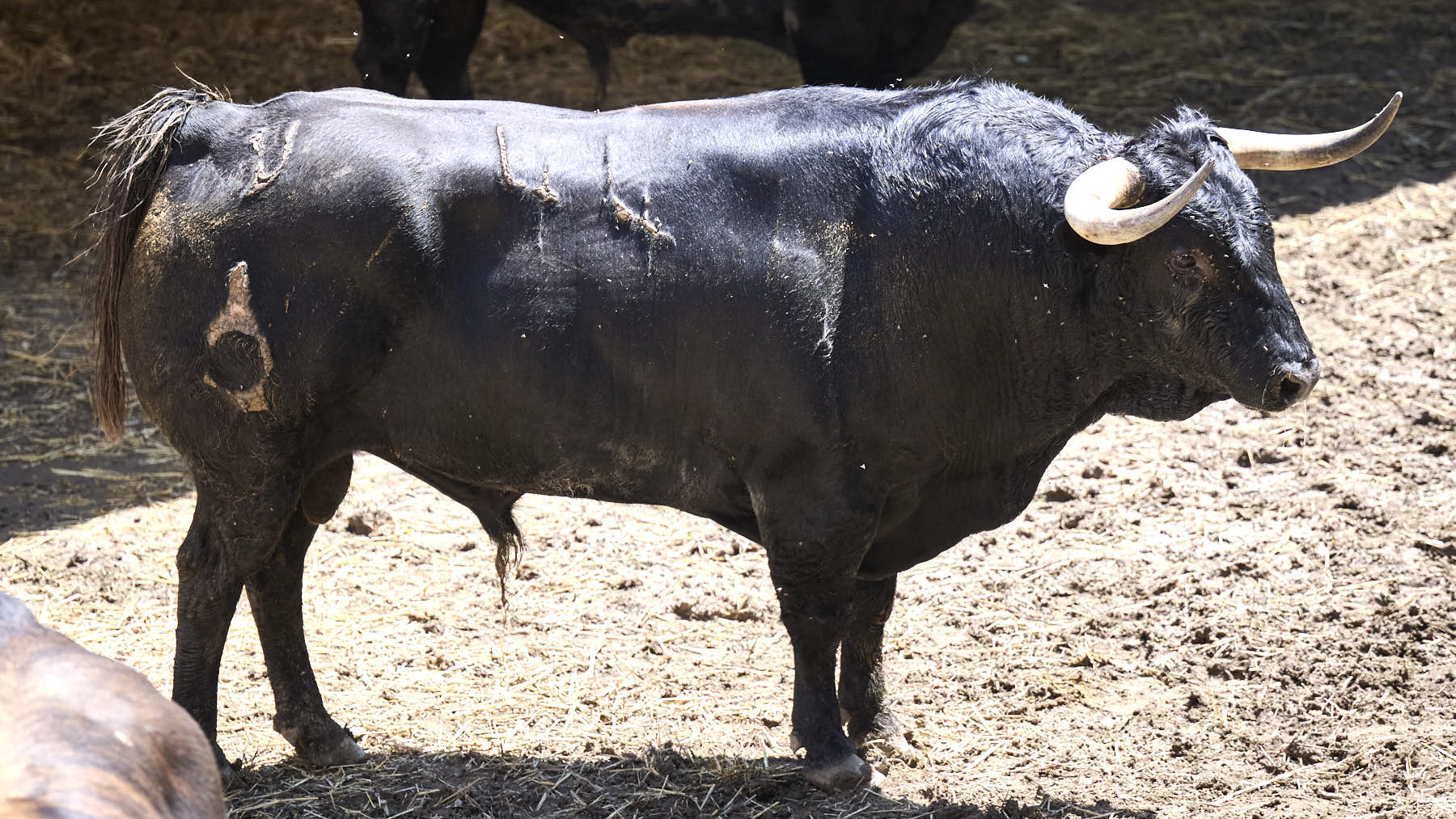 El toro 'Tinajón' (nº 44) de la ganadería de La Palmosilla (13 de julio), negro, y de 515 kilos de peso, en los Corrales del Gas de Pamplona para San Fermín 2025. PABLO LASAOSA