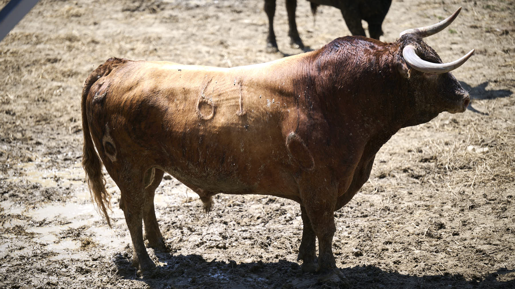 El toro 'Sucesor' (nº 61) de la ganadería de La Palmosilla (13 de julio), colorado chorreado en verdugo bragado meano, y de 590 kilos de peso, en los Corrales del Gas de Pamplona para San Fermín 2025. PABLO LASAOSA