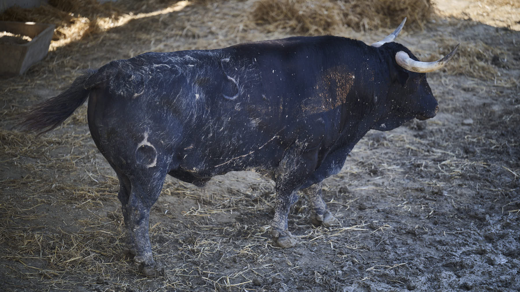 El toro 'Opíparo' (nº 51) de la ganadería de La Palmosilla (13 de julio), negro algo mulato, y de 530 kilos de peso, en los Corrales del Gas de Pamplona para San Fermín 2025. PABLO LASAOSA