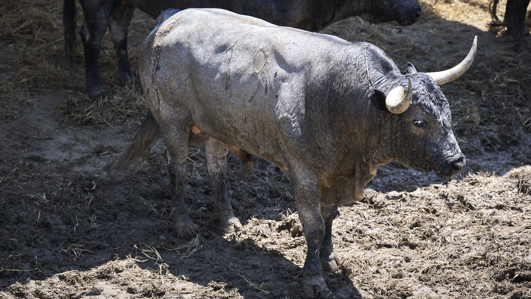 El toro 'Chatarrero' (nº 19) de la ganadería de José Escolar Gil (12 de julio), cárdeno bragado meano, y de 525 kilos de peso, en los Corrales del Gas de Pamplona para San Fermín 2025. PABLO LASAOSA