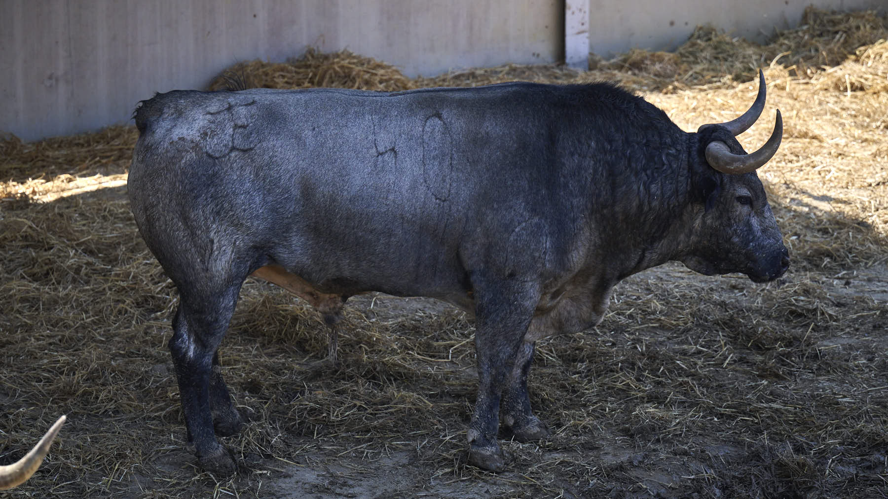 El toro 'Callejero I' (nº 40) de la ganadería de José Escolar Gil (12 de julio), cárdeno bragado meano, y de 540 kilos de peso, en los Corrales del Gas de Pamplona para San Fermín 2025. PABLO LASAOSA