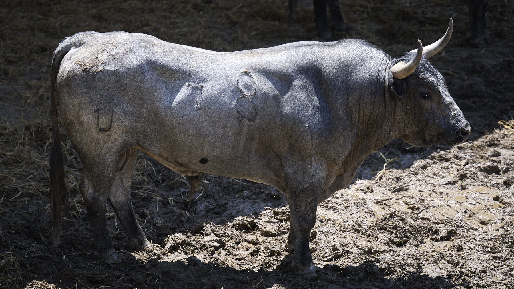 El toro 'Diputado' (nº 48) de la ganadería de José Escolar Gil (12 de julio), cárdeno bragado meano, y de 600 kilos de peso, en los Corrales del Gas de Pamplona para San Fermín 2025. PABLO LASAOSA