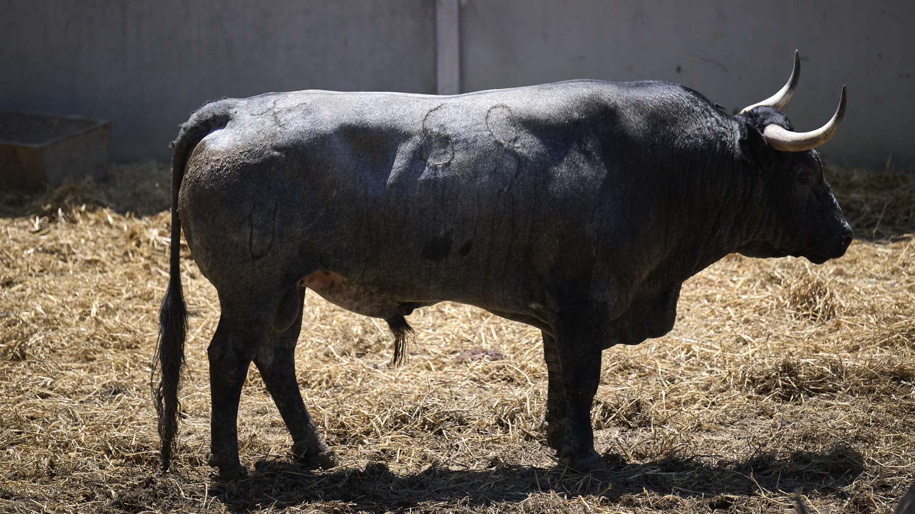 El toro 'Señorito' (nº 69) de la ganadería de José Escolar Gil (12 de julio), negro entrepelado bragado, y de 570 kilos de peso, en los Corrales del Gas de Pamplona para San Fermín 2025. PABLO LASAOSA