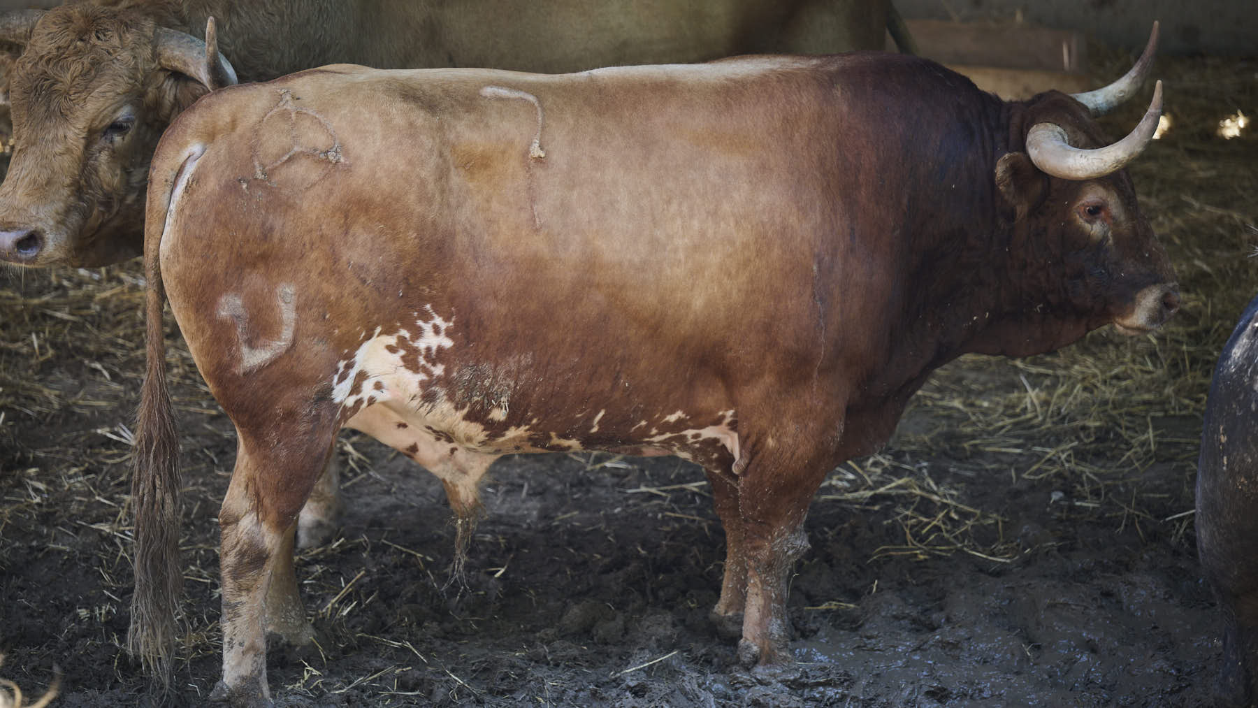 El toro 'Gorrero' (nº 7) de la ganadería de Jandilla (11 de julio), colorado bragado corrido salpicado girón, y de 550 kilos de peso, en los Corrales del Gas de Pamplona para San Fermín 2025. PABLO LASAOSA