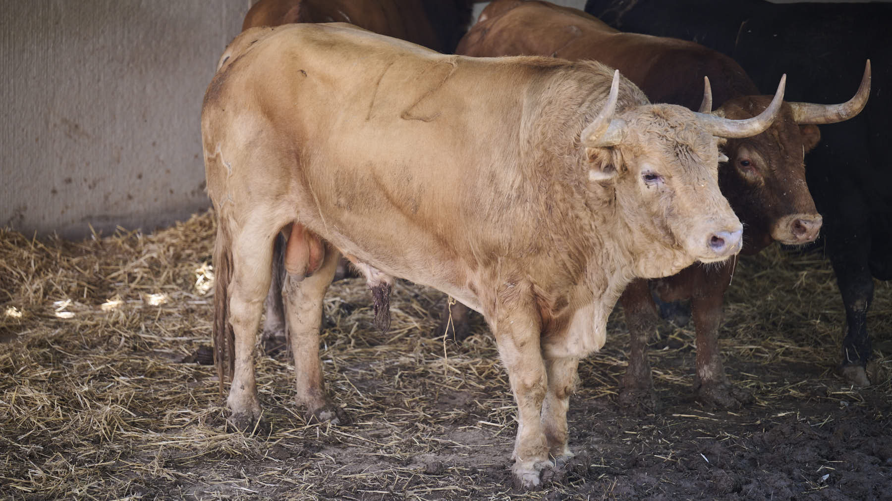 El toro 'Vinaza' (nº 12) de la ganadería de Jandilla (11 de julio), colorado, y de 595 kilos de peso, en los Corrales del Gas de Pamplona para San Fermín 2025. PABLO LASAOSA