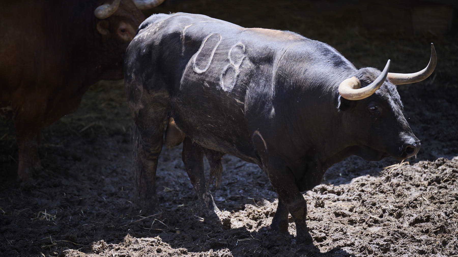 El toro 'Histórico' (nº 108) de la ganadería de Jandilla (11 de julio), negro mulato, y de 555 kilos de peso, en los Corrales del Gas de Pamplona para San Fermín 2025. PABLO LASAOSA