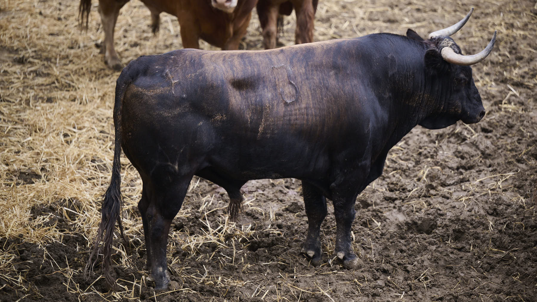 El toro 'Asustado' (nº 3) de la ganadería de Álvaro Núñez (9 de julio), negro mulato chorreado, y de 520 kilos de peso, en los Corrales del Gas de Pamplona para San Fermín 2025. PABLO LASAOSA