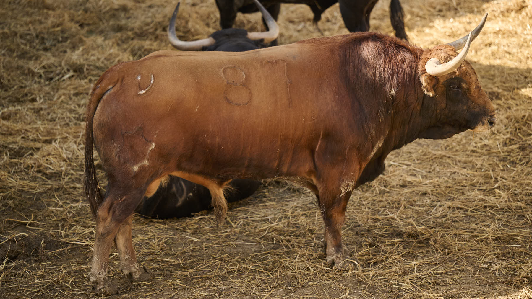 El toro 'Sibarita' (nº 87) de la ganadería de Jandilla (11 de julio), castaño, y de 550 kilos de peso, en los Corrales del Gas de Pamplona para San Fermín 2025. PABLO LASAOSA