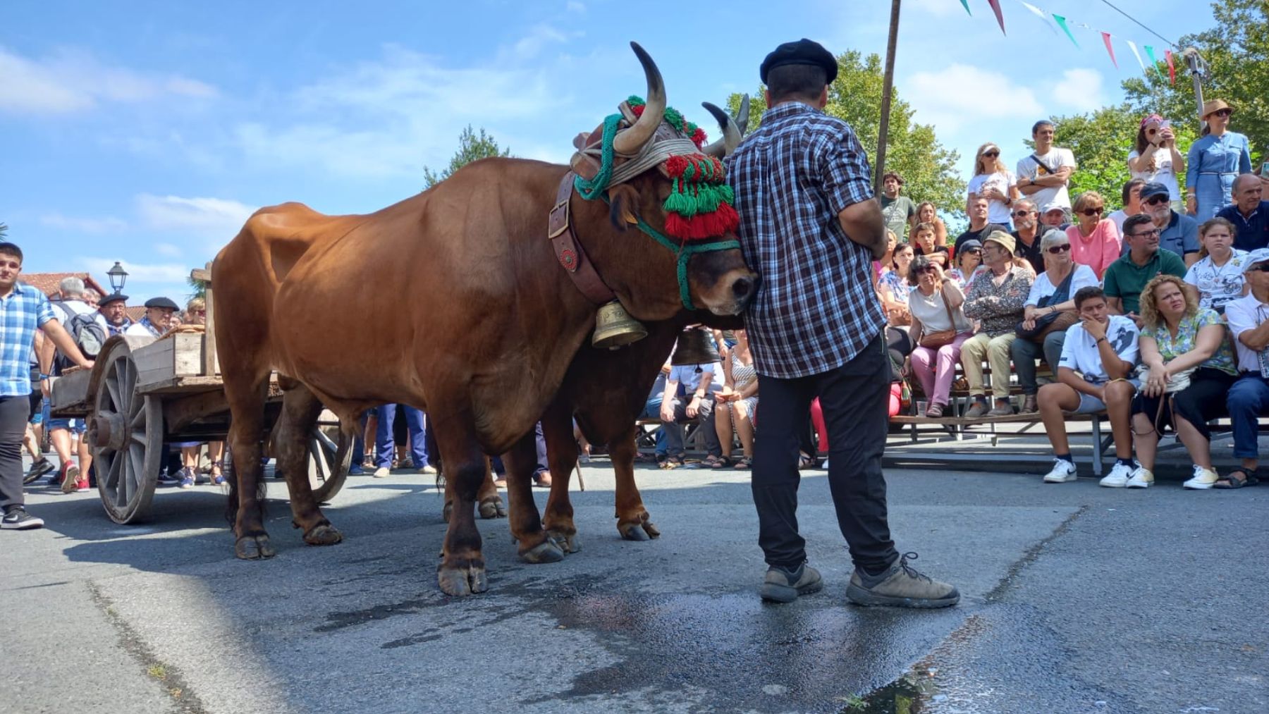 Los bueyes regresan a un pueblo de Navarra: la fiesta cargada de tradición con zikiro y mariachis