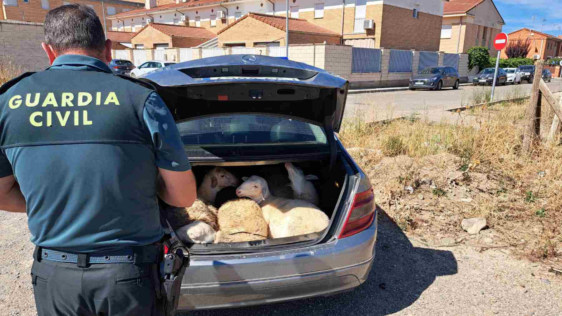 Cuatro corderos atados y sin papeles: el insólito viaje que terminó con sanciones en Navarra