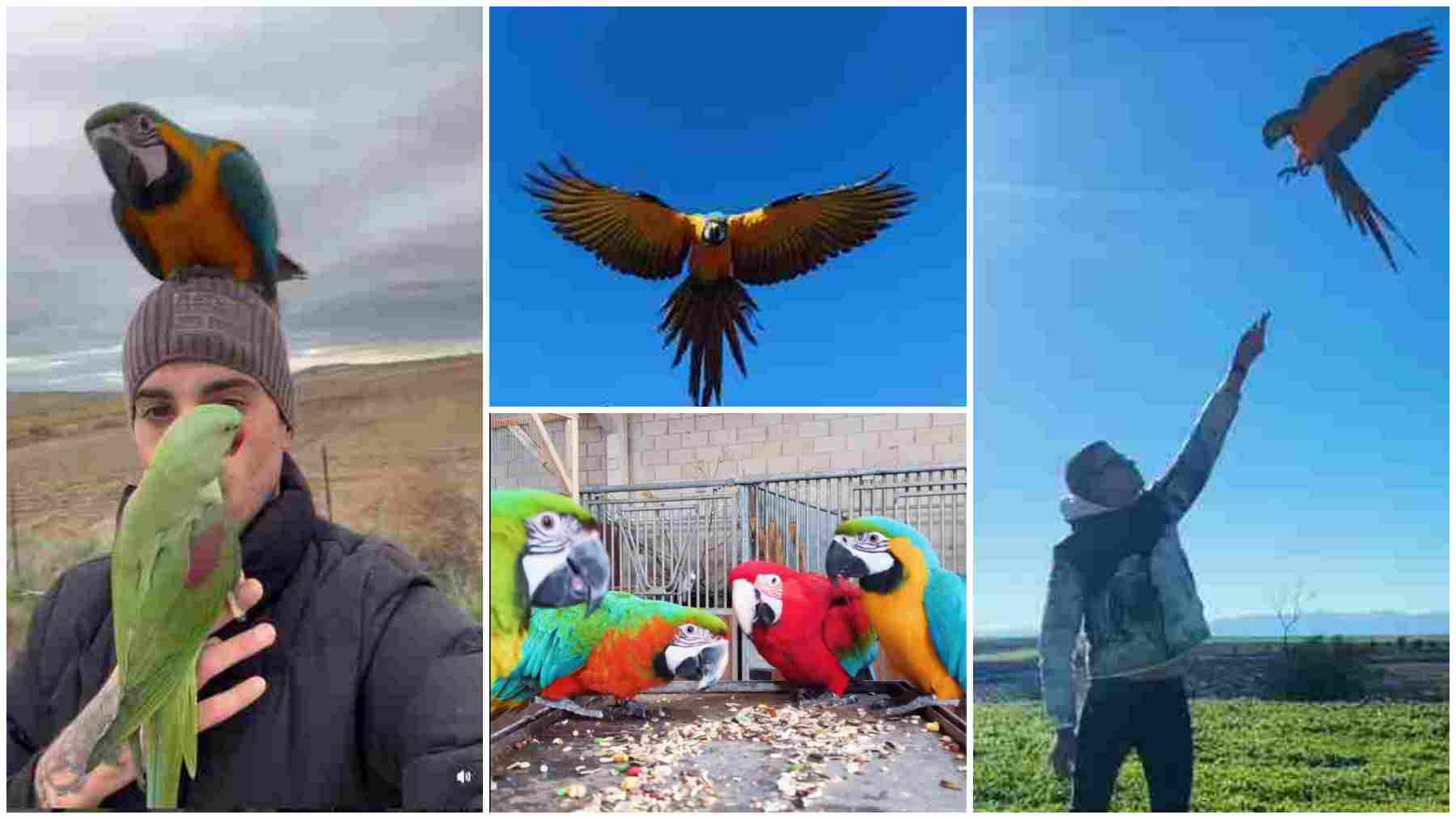 Un influencer navarro que rescata animales sufre el robo de cuatro guacamayos y pide ayuda para encontrarlos