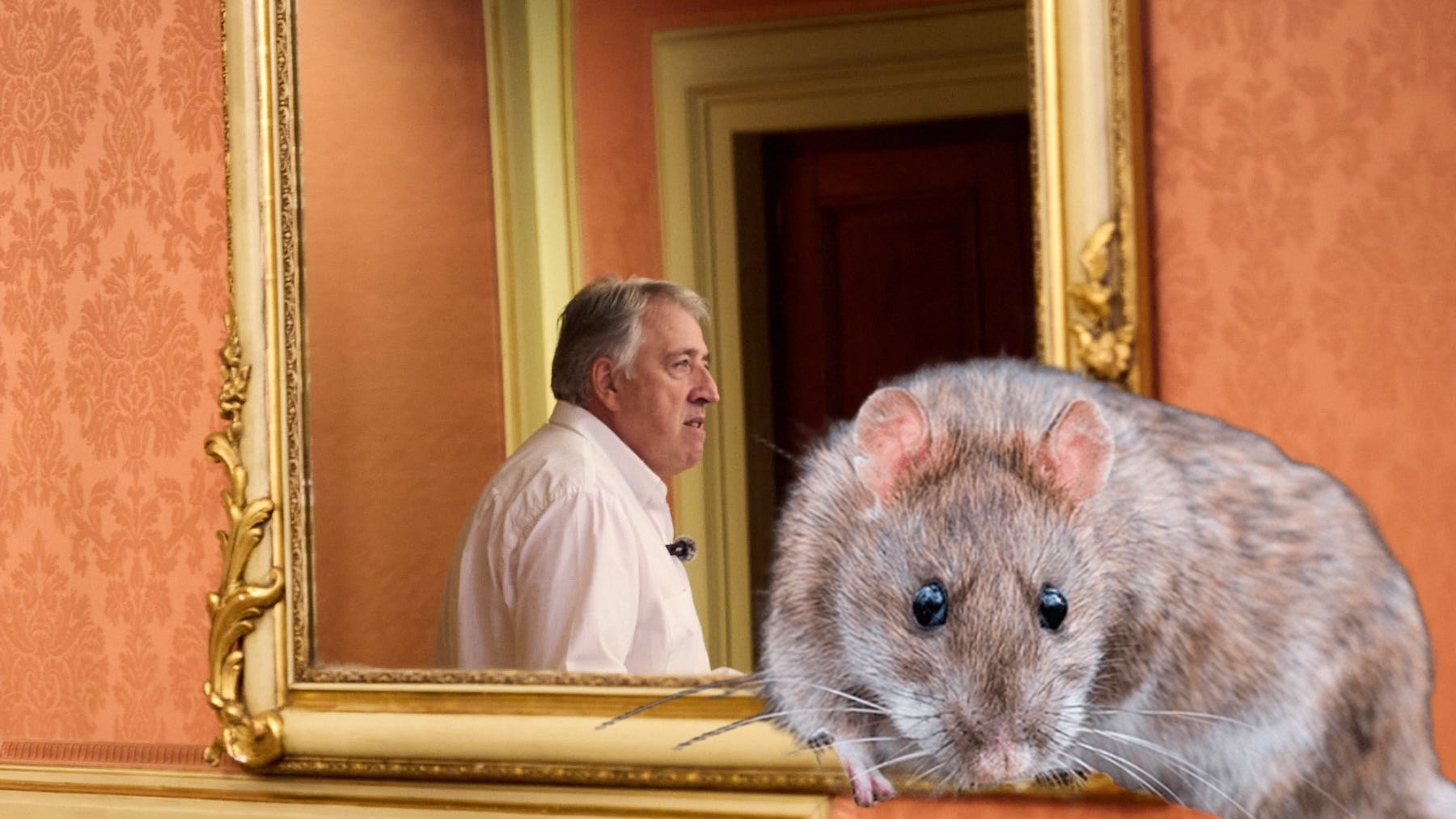 El Ayuntamiento de Asirón reconoce un problema con las ratas en Pamplona: 