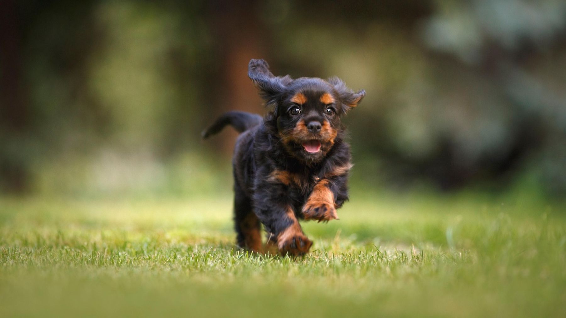 Pamplona da el primer paso para regular la suelta de perros en espacios y horarios concretos