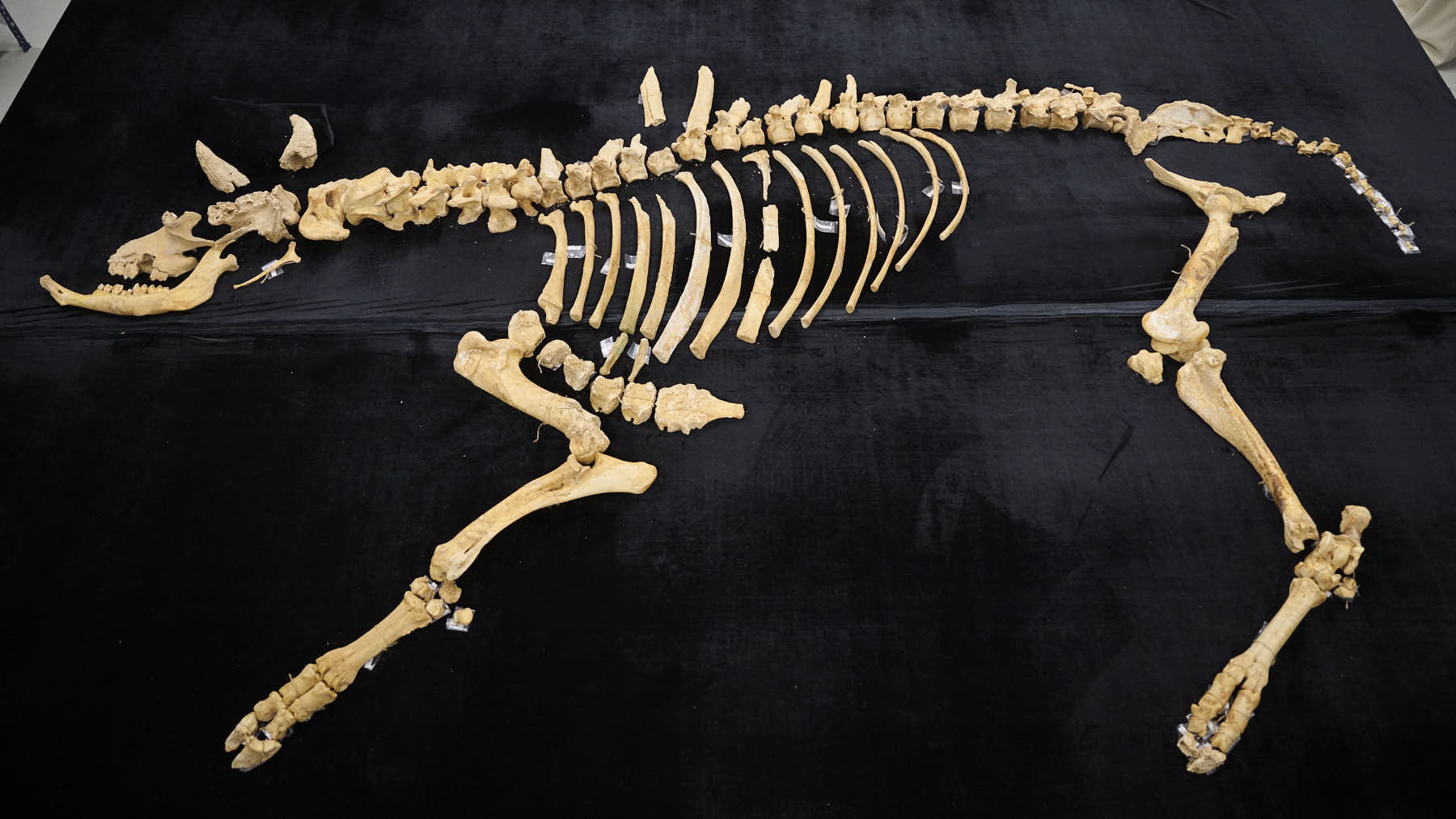 Presentaci&oacute;n de un bisonte de hace 4000 a&ntilde;os, nuevo hallazgo arqueol&oacute;gico en el Parque de Urbasa, en Navarra. PABLO LASAOSA