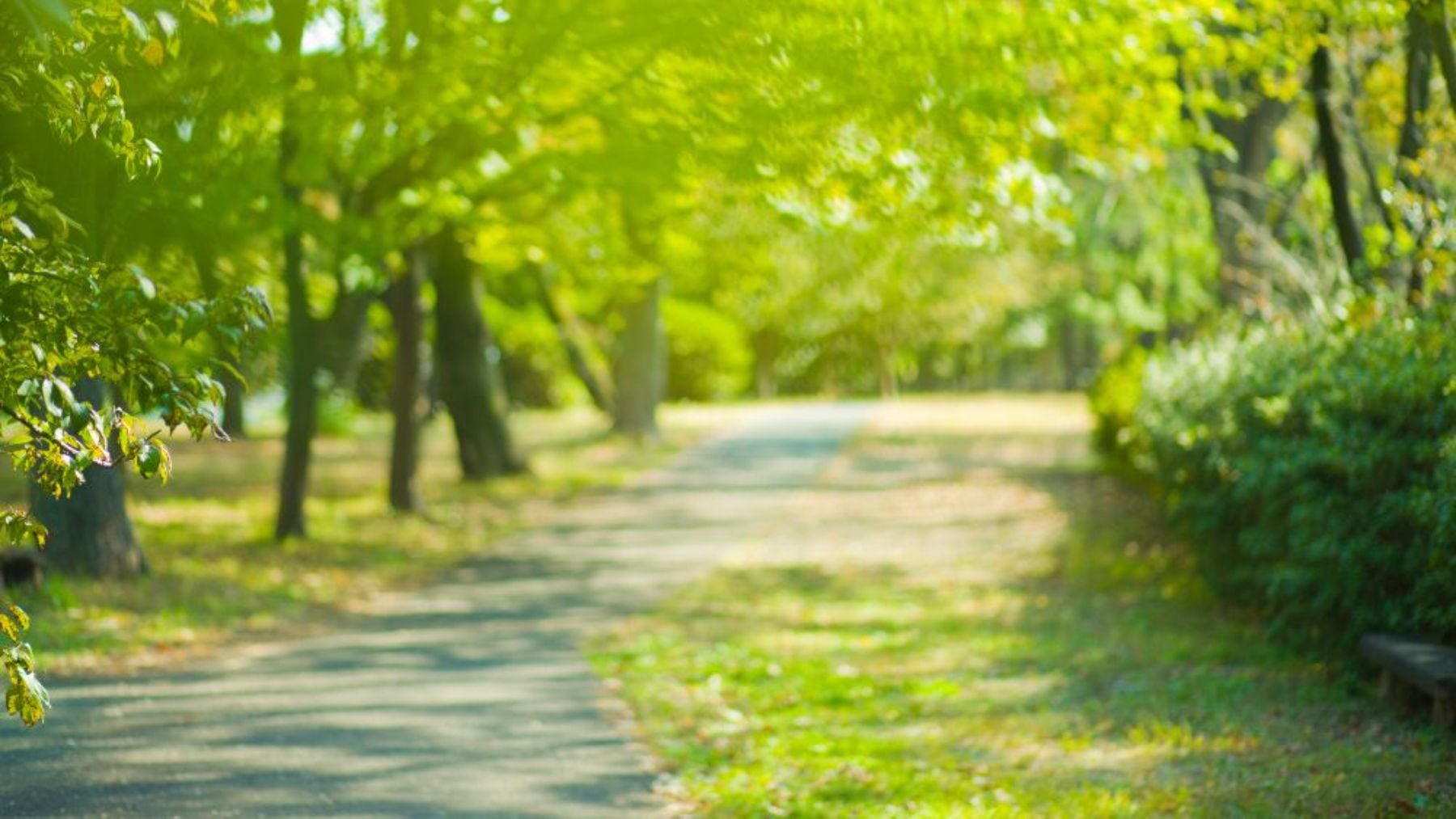 El nuevo bosque que estrena Pamplona en uno de sus barrios: se han plantado casi 10.000 árboles