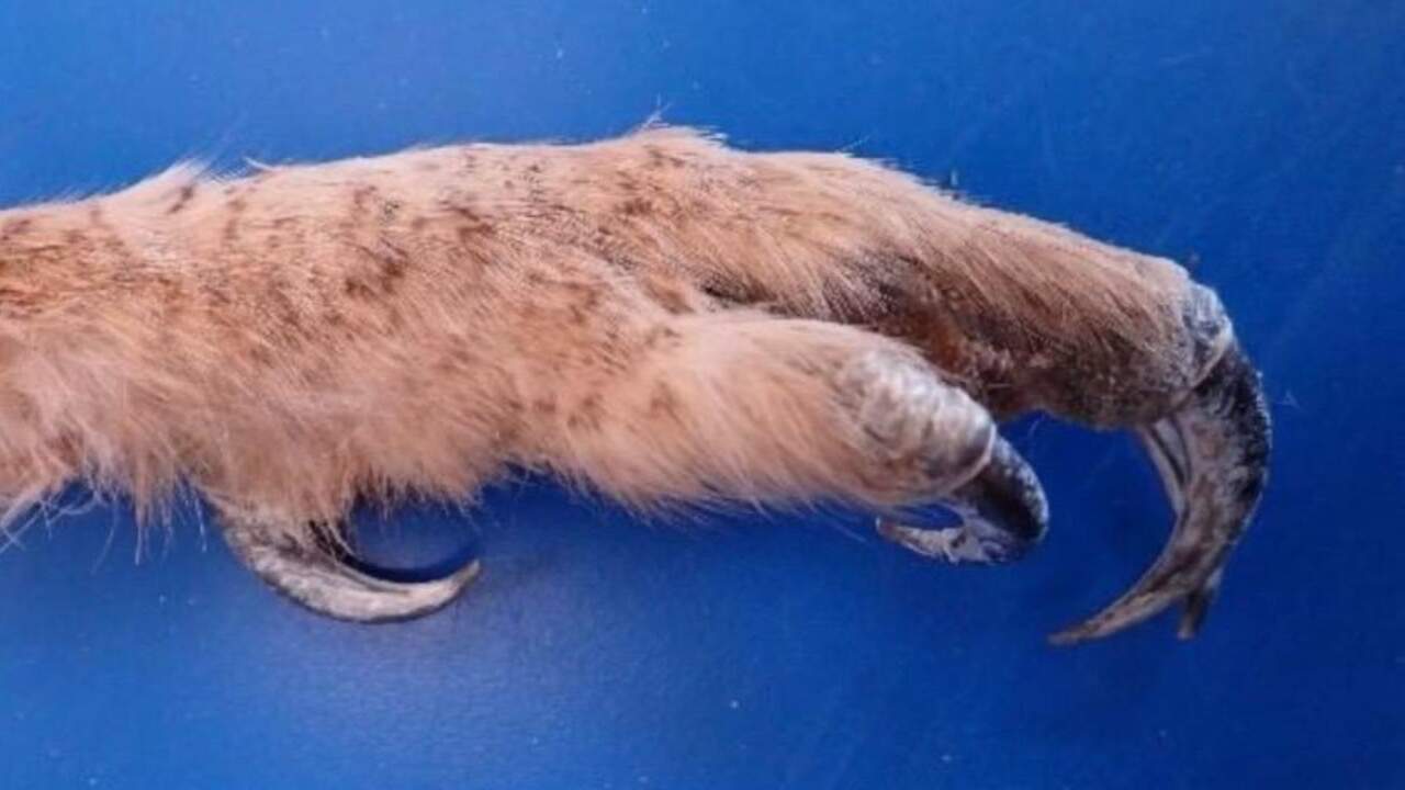 Detenidos dos vecinos de Pamplona en Soria por llevar la garra de una especie protegida