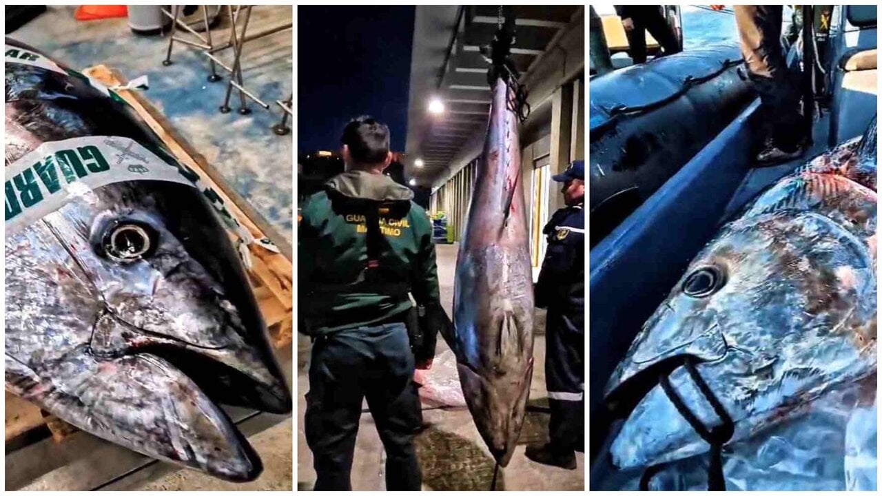 Incautan un atún rojo de 183 kilos a un vecino de Navarra con 25 antecedentes por caza y pesca furtiva