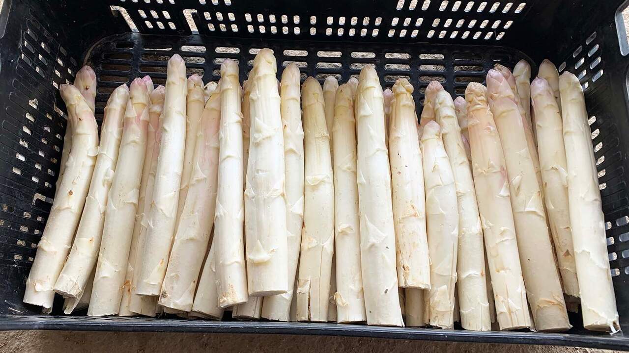 Barca con espárragos de categoría especial en Legaria. Navarra.com