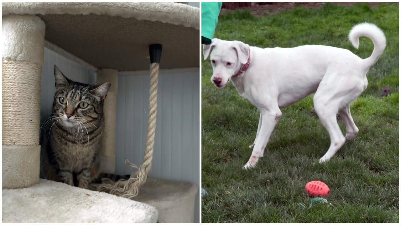 Buscan familia en Pamplona: 14 gatos y 13 perros esperan una segunda oportunidad en el lazareto