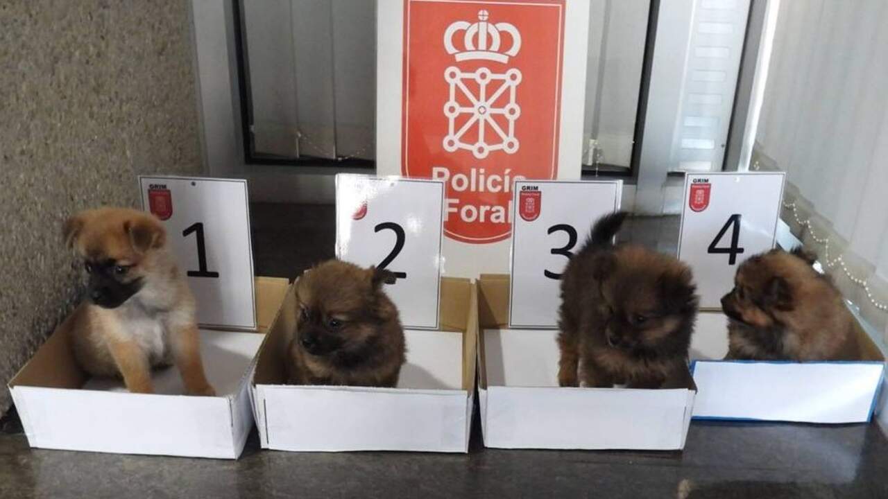 El rescate que ha conmocionado a Cortes: cuatro cachorros en la basura y dos personas investigadas por abandono