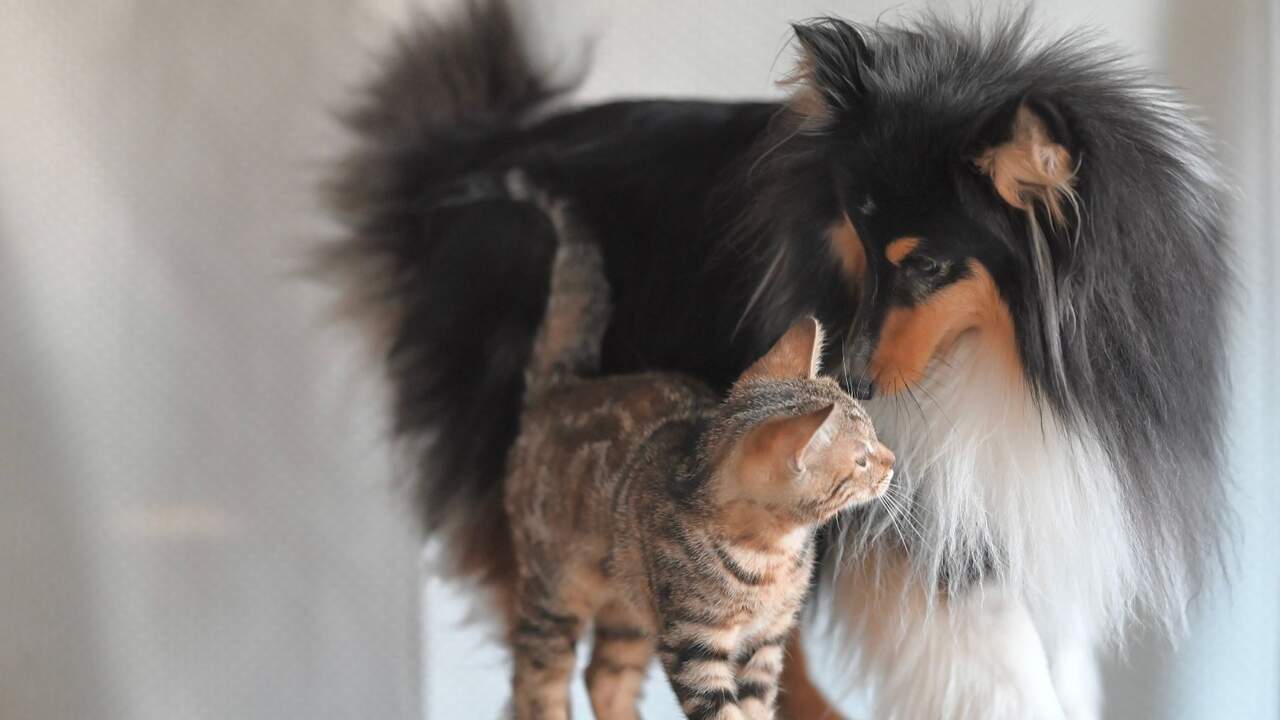 Una mala noticia para los dueños de perros y gatos en Navarra: no podrán desgravar los gastos veterinarios