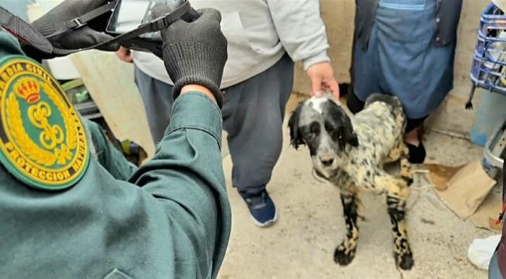 Una operación en Navarra destapa que dos investigados por maltrato animal seguían rodeados de perros